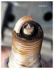 Worst Looking Spark Plugs - EVER!-cyl-5.jpg