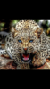 Borntruth's Avatar