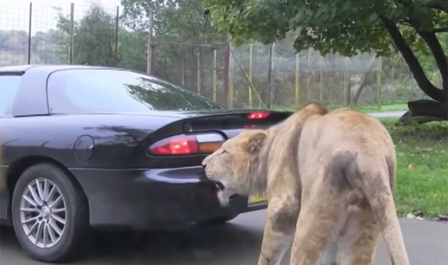 Lion Eats Muscle in Any Form, Tries to Devour Camaro