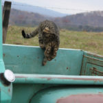 Perfectly Patinated Apache Is Original and Glorious