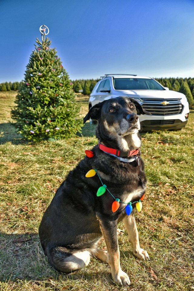 Chevy’s Top Tips for Transporting Your Holiday Tree