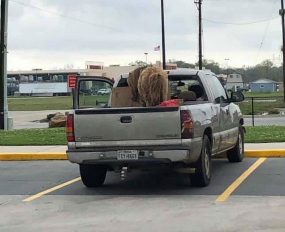 Chevrolet Silverado with Horse