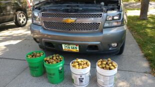Chevrolet Avalanche Stuffed With Nuts By Squirrel
